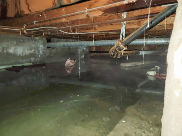 Best Flood restoration services  in Maria Stein, OH