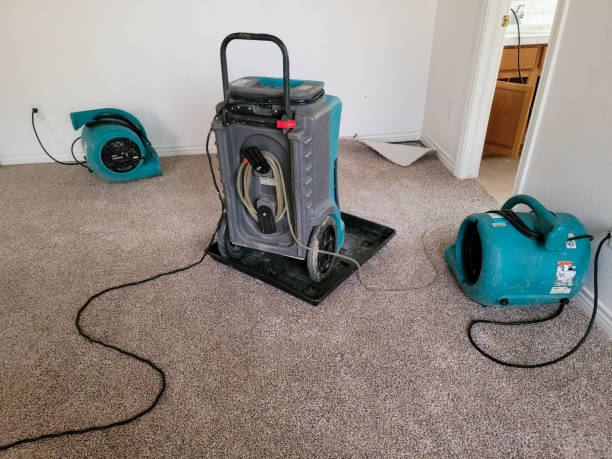 Best Professional water damage repair  in Maria Stein, OH